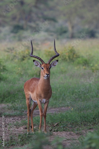 antelope Thompson © Mikhail