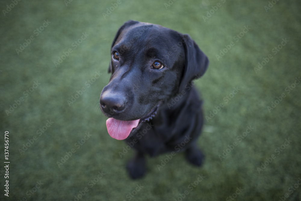 dog portrait, black labrador on lawn background