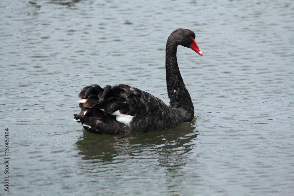 Obraz premium Black swan relaxing in the water