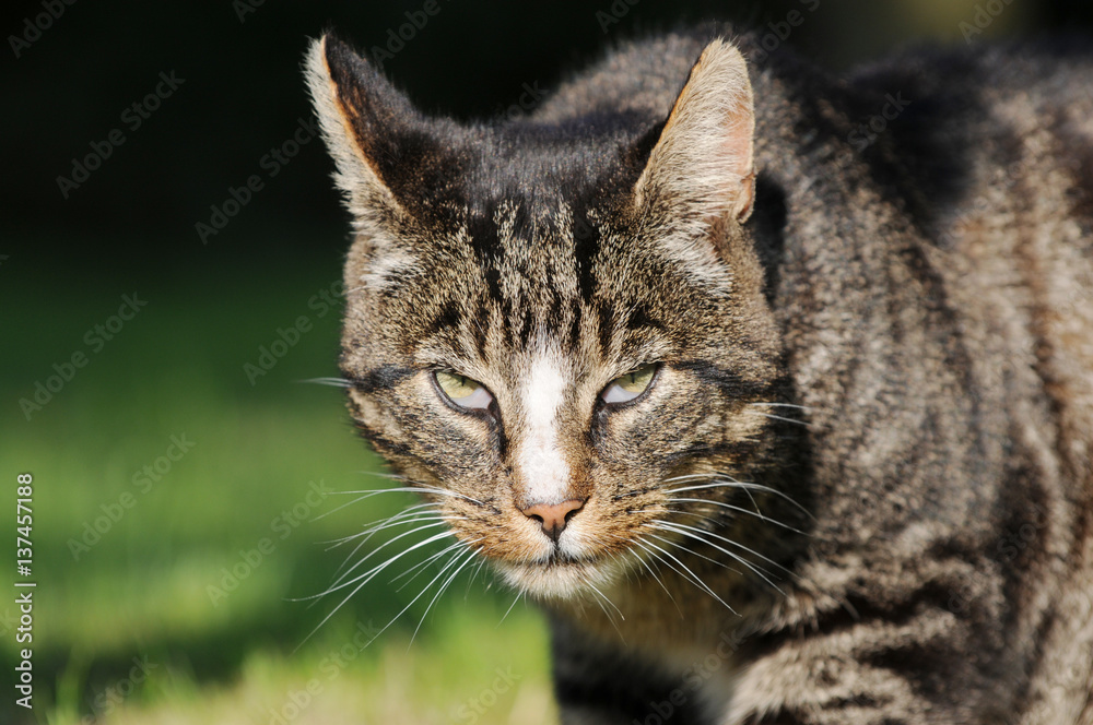 Head from tabby Cat in the nature