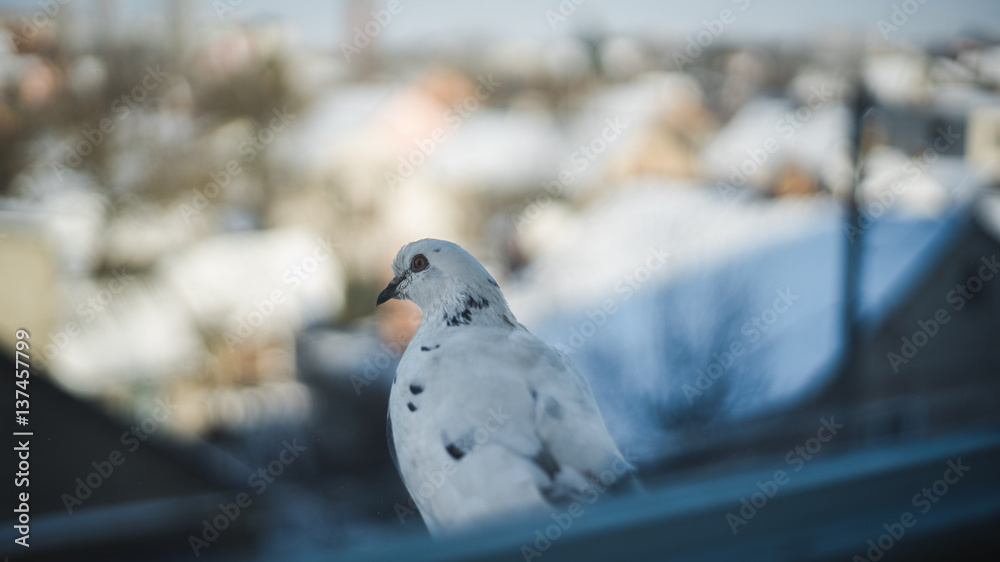 Curious dove looking from the window sill Curious dove looking from the window sill