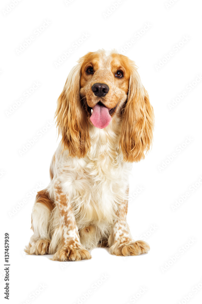 English cocker spaniel dog on a white background