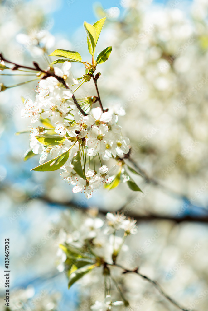 Blossom tree branch. Cherry flowers in spring. Blossom tree branch. Cherry flowers in spring.