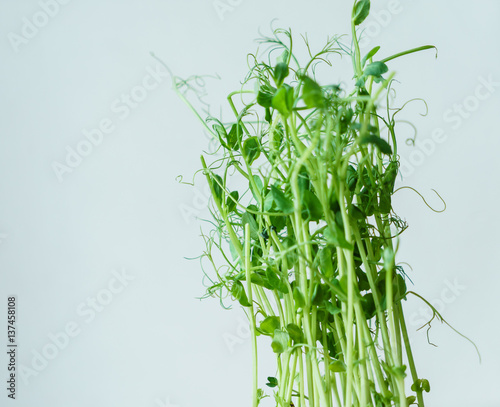 green pea sprouts