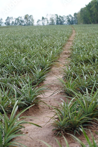 A Path on land