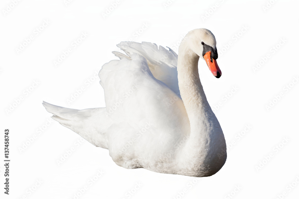 Naklejka premium swan swimming with wings raised