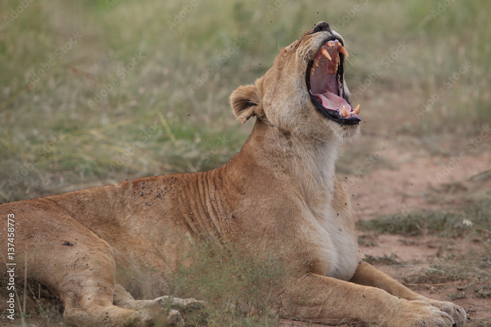 Fototapeta premium Lion