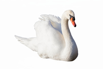 Acrylglasbilder Schwan Schwan mit erhobenen Flügeln im Wasser  © spetenfia