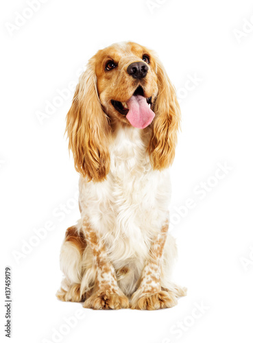 Obraz na płótnie English cocker spaniel dog on a white background