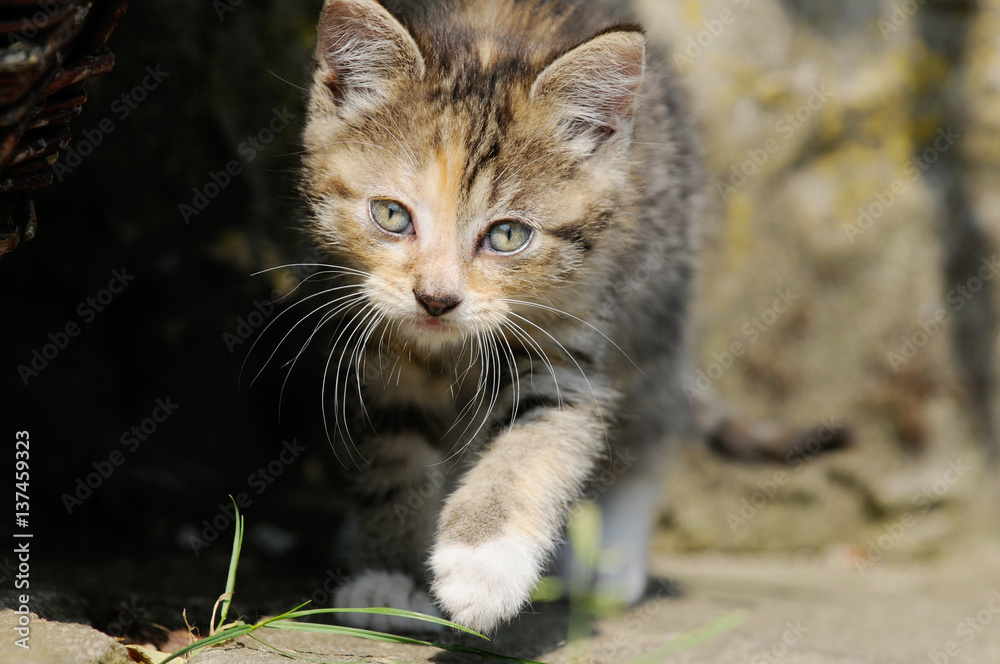 Tabby kitten running outdoor