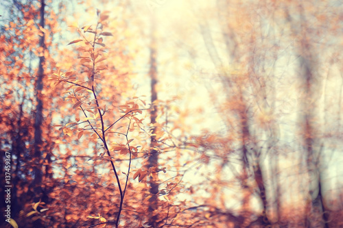 autumn park blurred background translucent frame for text © kichigin19