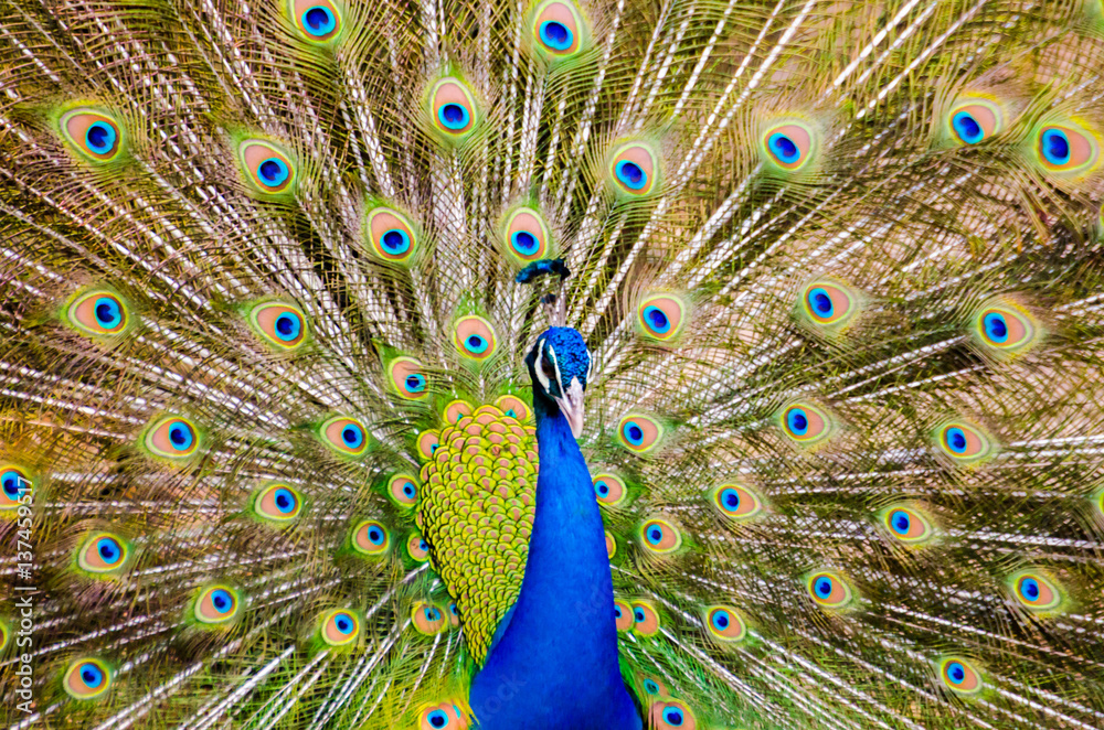 Fototapeta premium Green peafowl