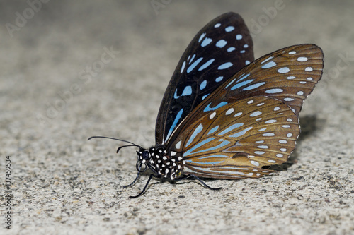 Thailand, Kaeng Krachan, Ideopsis vulgaris macrina photo