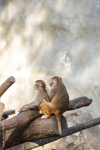 Two monkey sitting on the dry tree from the zoo in Thailand