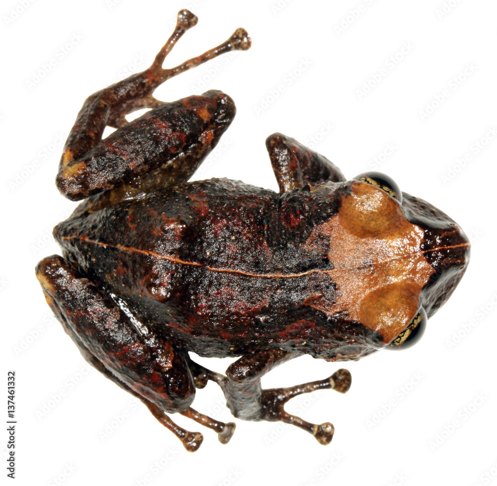 Fototapeta premium Amazonian rain frog (Pristimantis sp.) from Ecuador