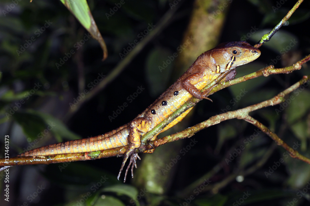 Lizard (Potamites sp., family Gymnophthalmidae) resting in an understory shrub in the rainforest at night, Ecuador