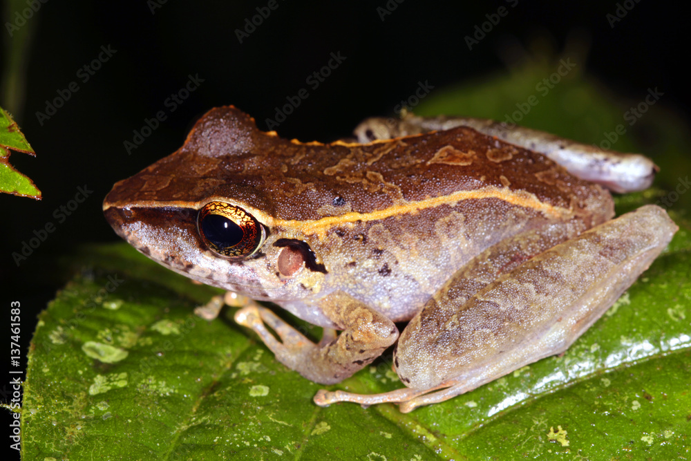 Amazonian rain frog (Pristimantis sp.) from Ecuador Amazonian rain frog (Pristimantis sp.) from Ecuador