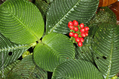 Plant with textured leaves on the rainforest floor, Ecuador (Family Gesneriaceae) photo