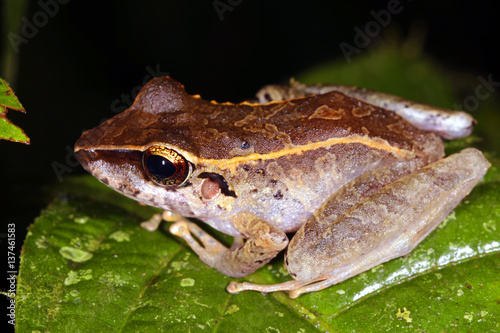 Amazonian rain frog (Pristimantis sp.) from Ecuador
