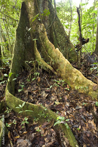 Rainforest tree with buttress roots in the Ecuadorian Amazon