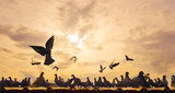 Abstract backgroud : flock of pegeon on th roof with sun set