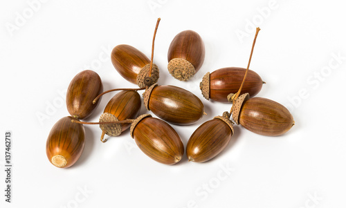 Brown acorns isolated on white