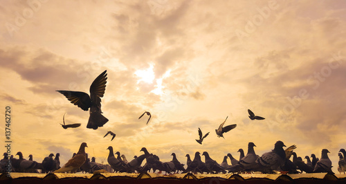 Abstract backgroud : flock of pegeon on th roof with sun set