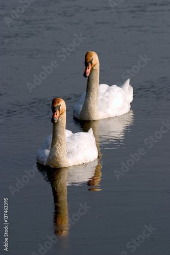 cigno reale coppia inverno ghiaccio la tomina mirandola modena emilia romagna photo