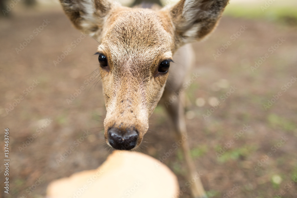 奈良公園の鹿と鹿せんべい Stock 写真 Adobe Stock 奈良公園の鹿と鹿せんべい Stock 写真 Adobe Stock