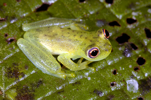 Glass Frog (Chimerella mariaelenae) in rainforest, Ecuador photo