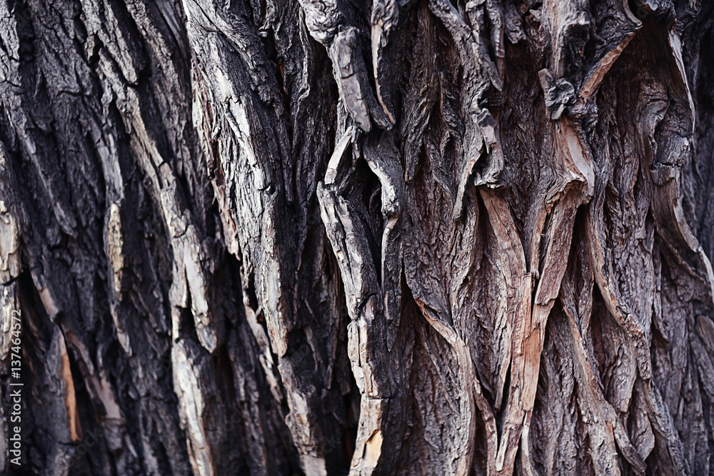 background texture of wooden planks logs bark background texture of wooden planks logs bark