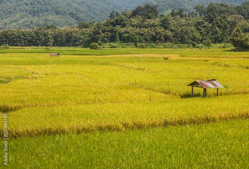  Hut in the rice field © preechafakmee