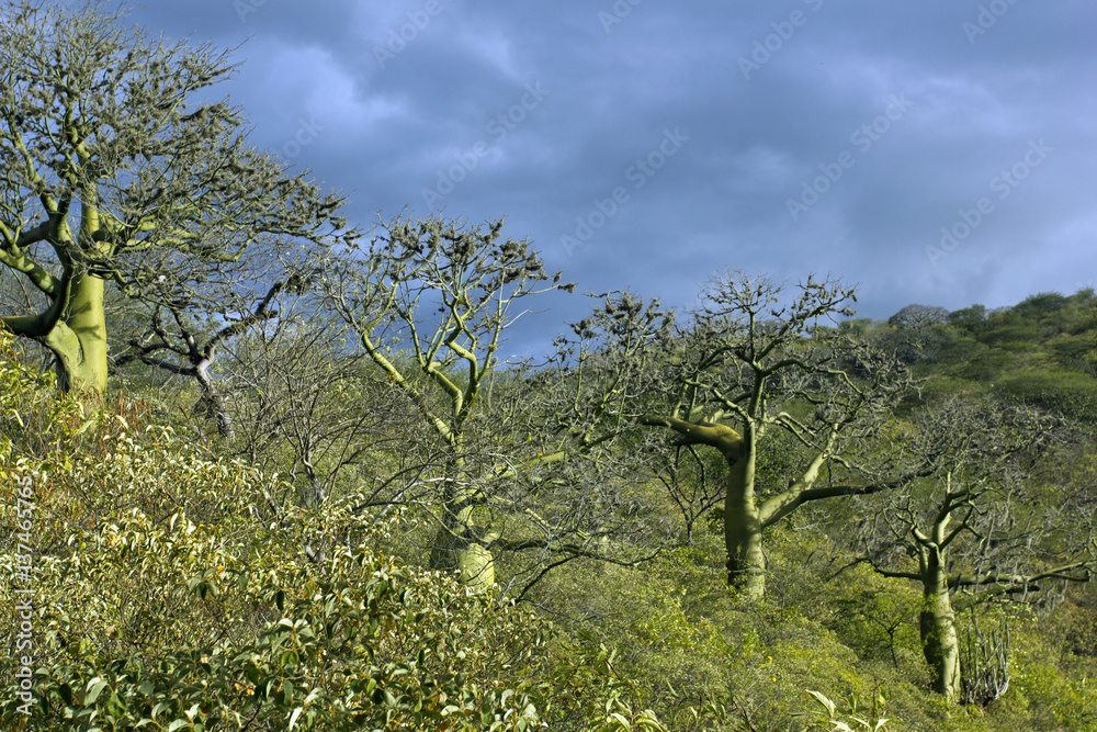 Row of Ceibo trees with green photosynthetic bark (Ceiba trichisandra,  Bombacaceae). A large emergent species of tropical dry forest on the  Pacific coast of Ecuador. foto de Stock | Adobe Stock