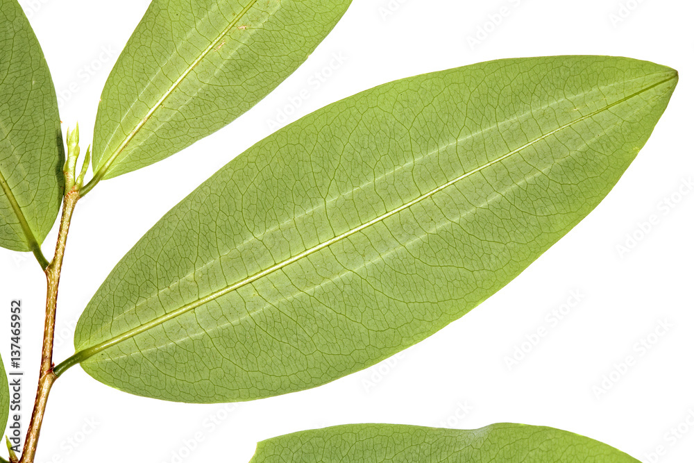 Coca leaf StockFoto Adobe Stock