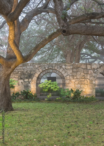 Live Oak Trees and Spanish Mission Wall