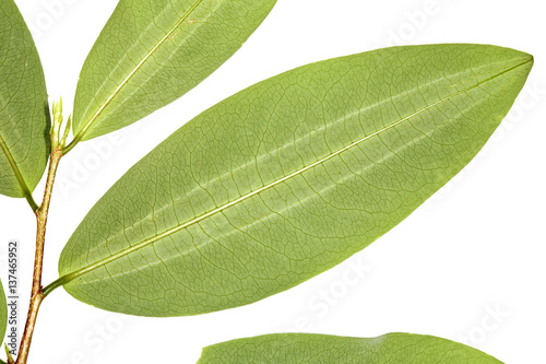Coca leaf photo