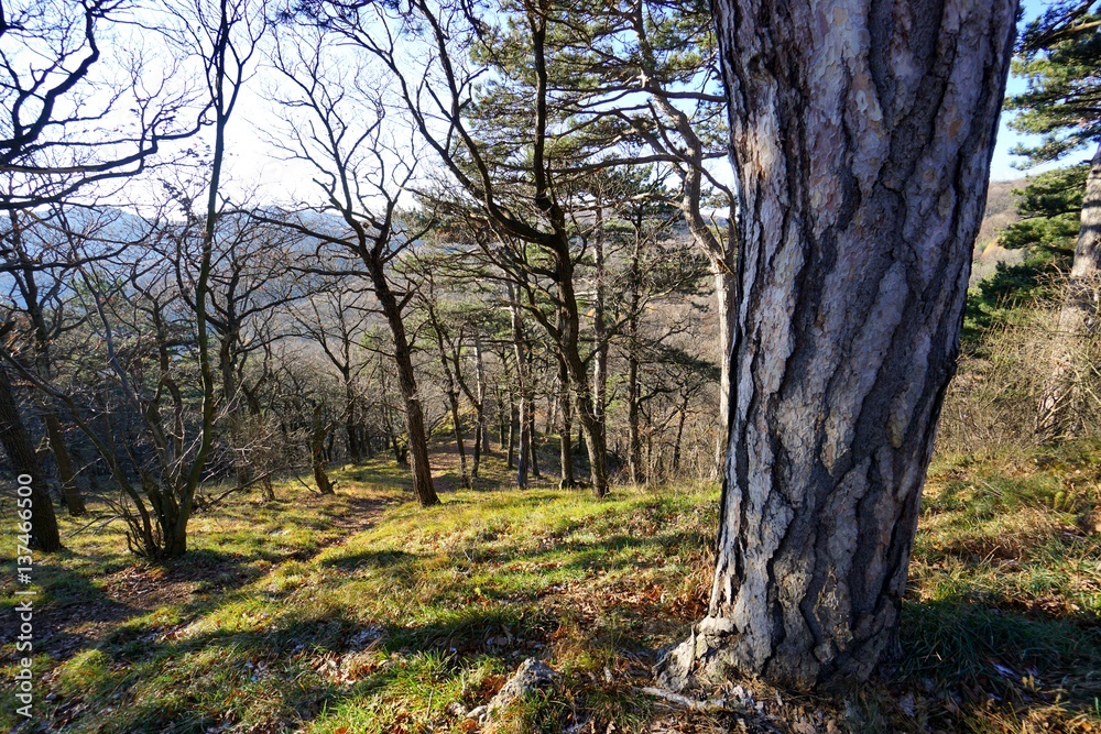 Lichter Wald an Hang mit grüner Wiese Lichter Wald an Hang mit grüner Wiese