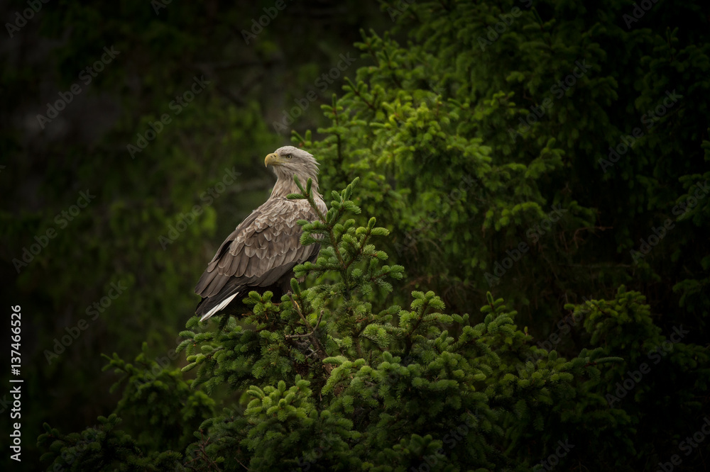 Fototapeta premium White-tailed Eagle