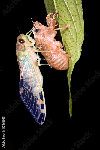 Cicada changing its skin in the rainforest understory at night