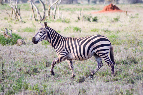 Zebra lying in the savanna photo