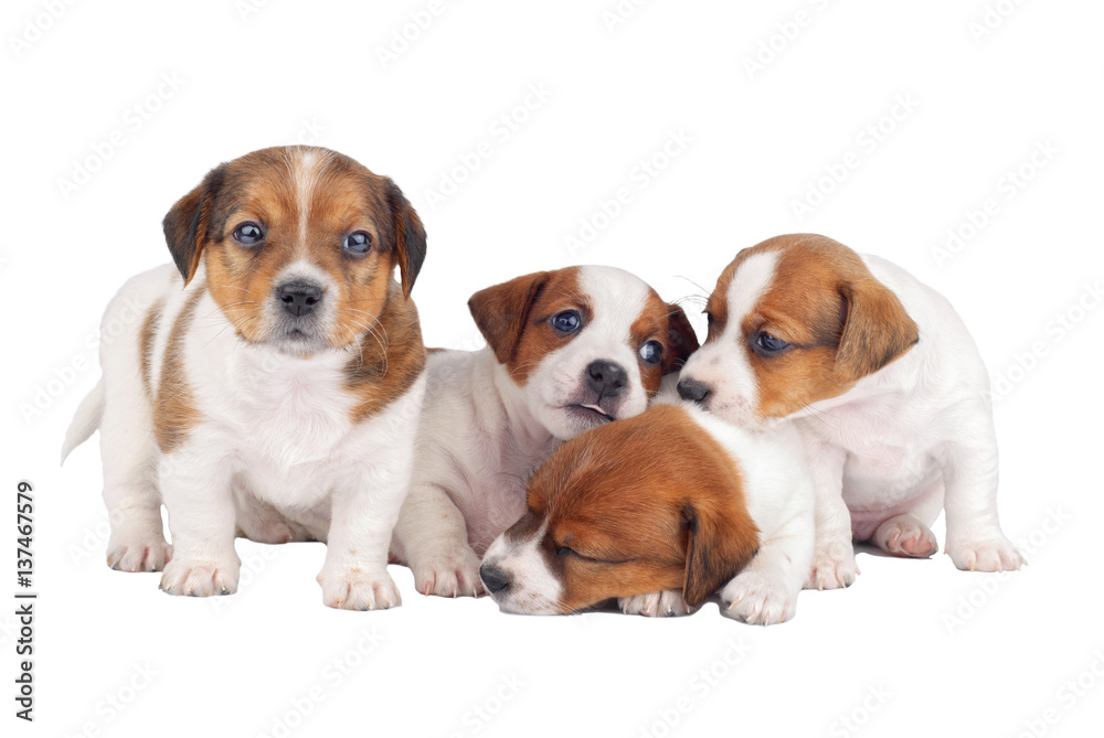 Group of four puppies isolated on white