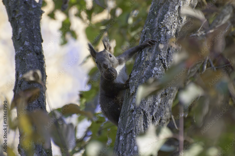 Squirrel holding a nut in his mouth and climbs up a tree