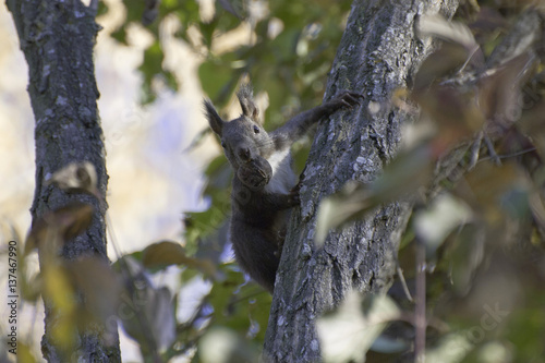 Squirrel holding a nut in his mouth and climbs up a tree © Ivan