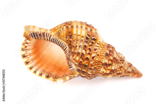 Obraz na płótnie Big Seashell Caribbean Triton on White Background