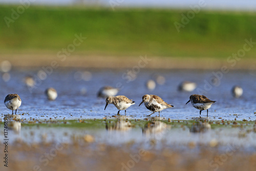 flock of sandpipers sunny morning walk in shallow water © drakuliren