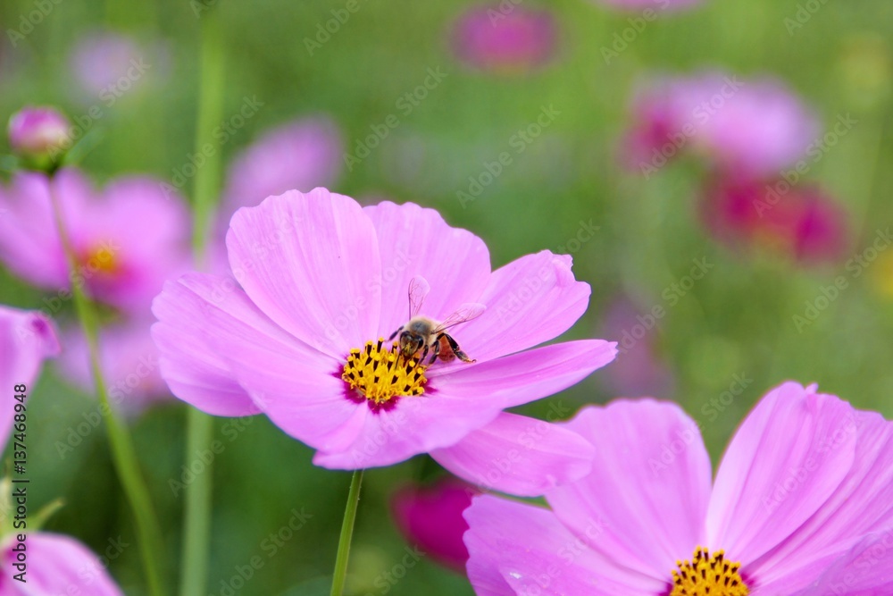 cosmos flower at Maetang ,Chiangmai cosmos flower at Maetang ,Chiangmai