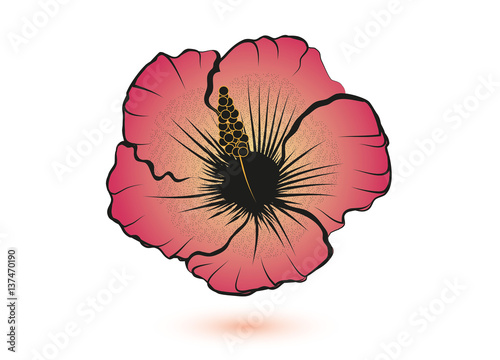 Hibiskus Blüte
