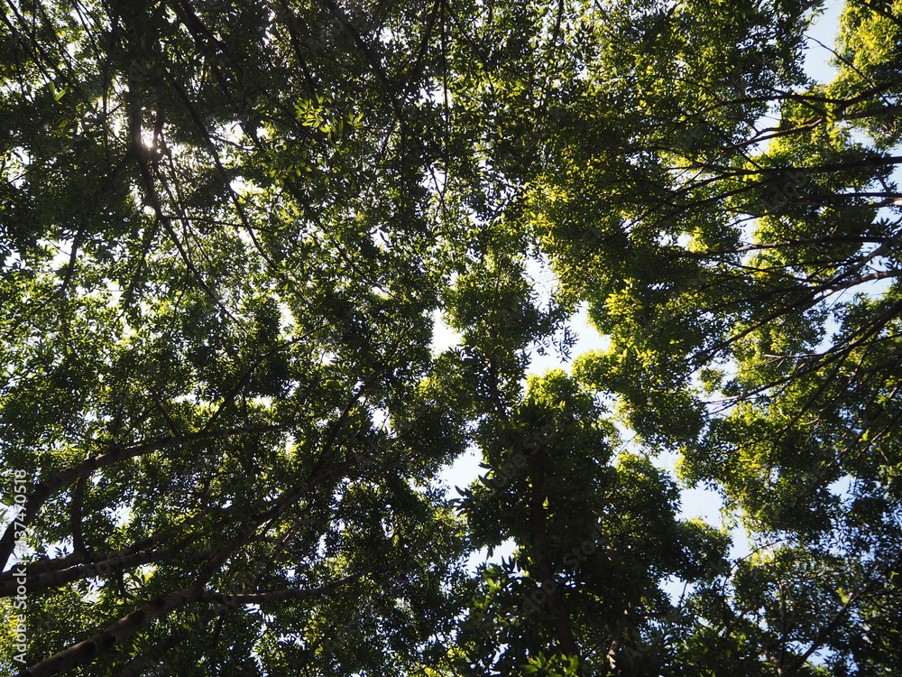 Obraz premium Tree above view