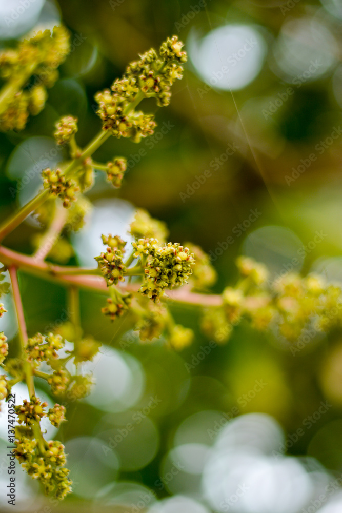 Mango flower Mango flower