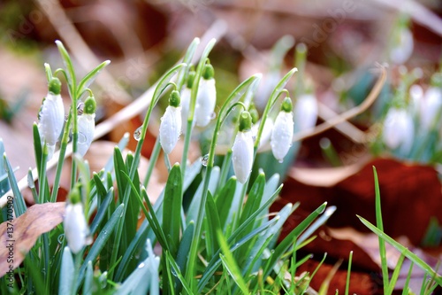 Schneeglöckchen im Februar